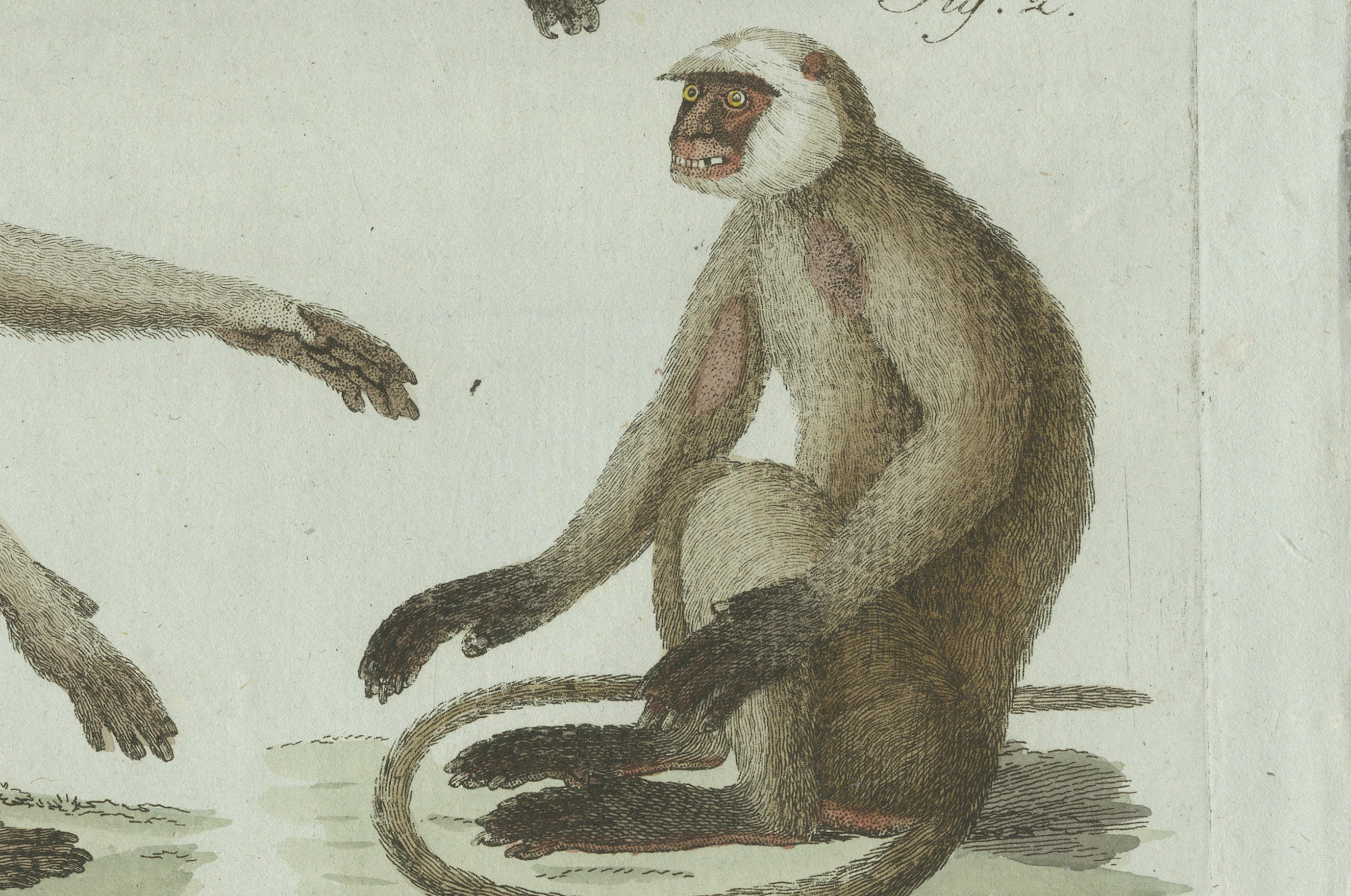 Original Antique Print of Three Monkeys by Bertuch, circa 1805