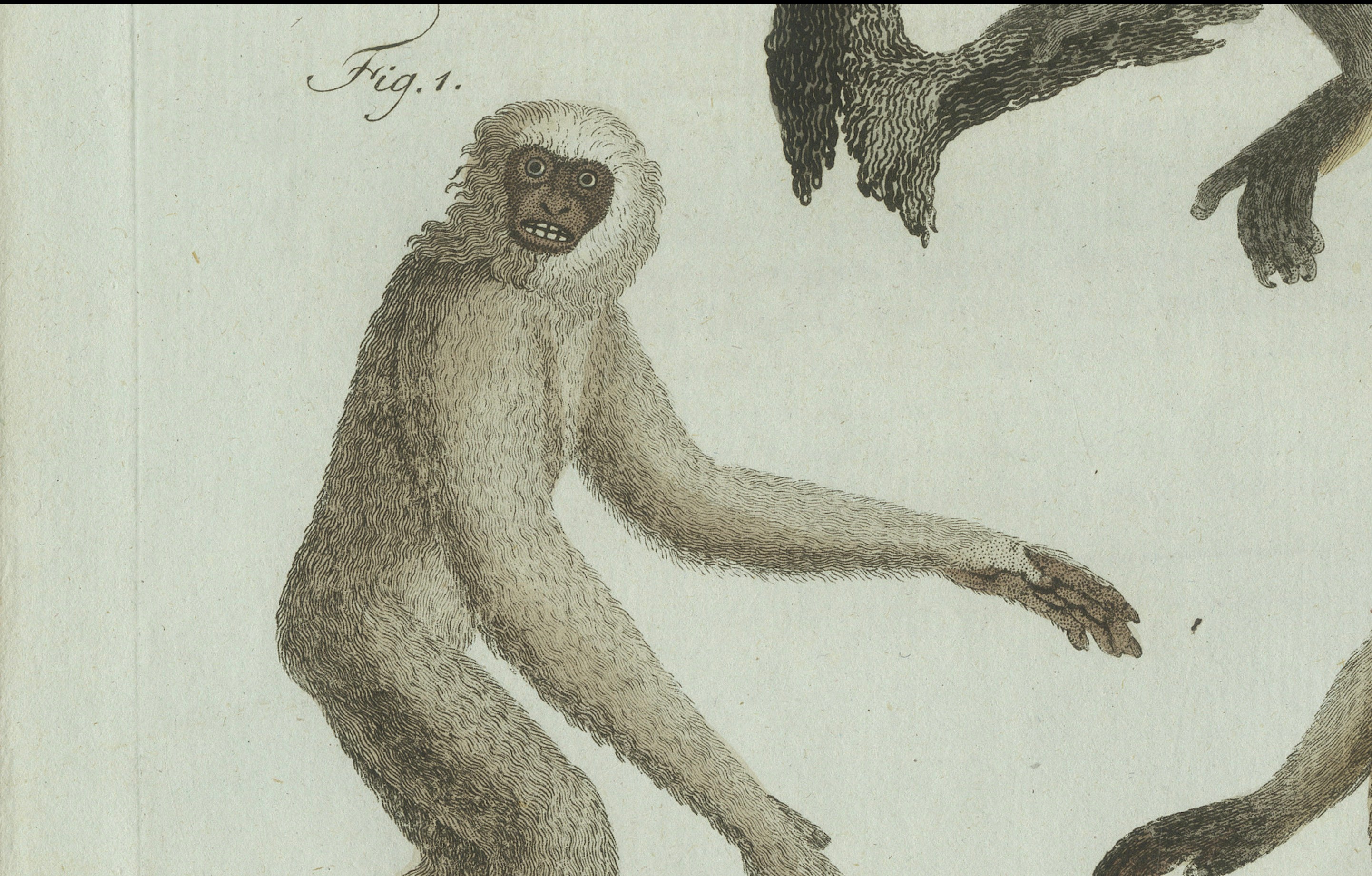 Original Antique Print of Three Monkeys by Bertuch, circa 1805