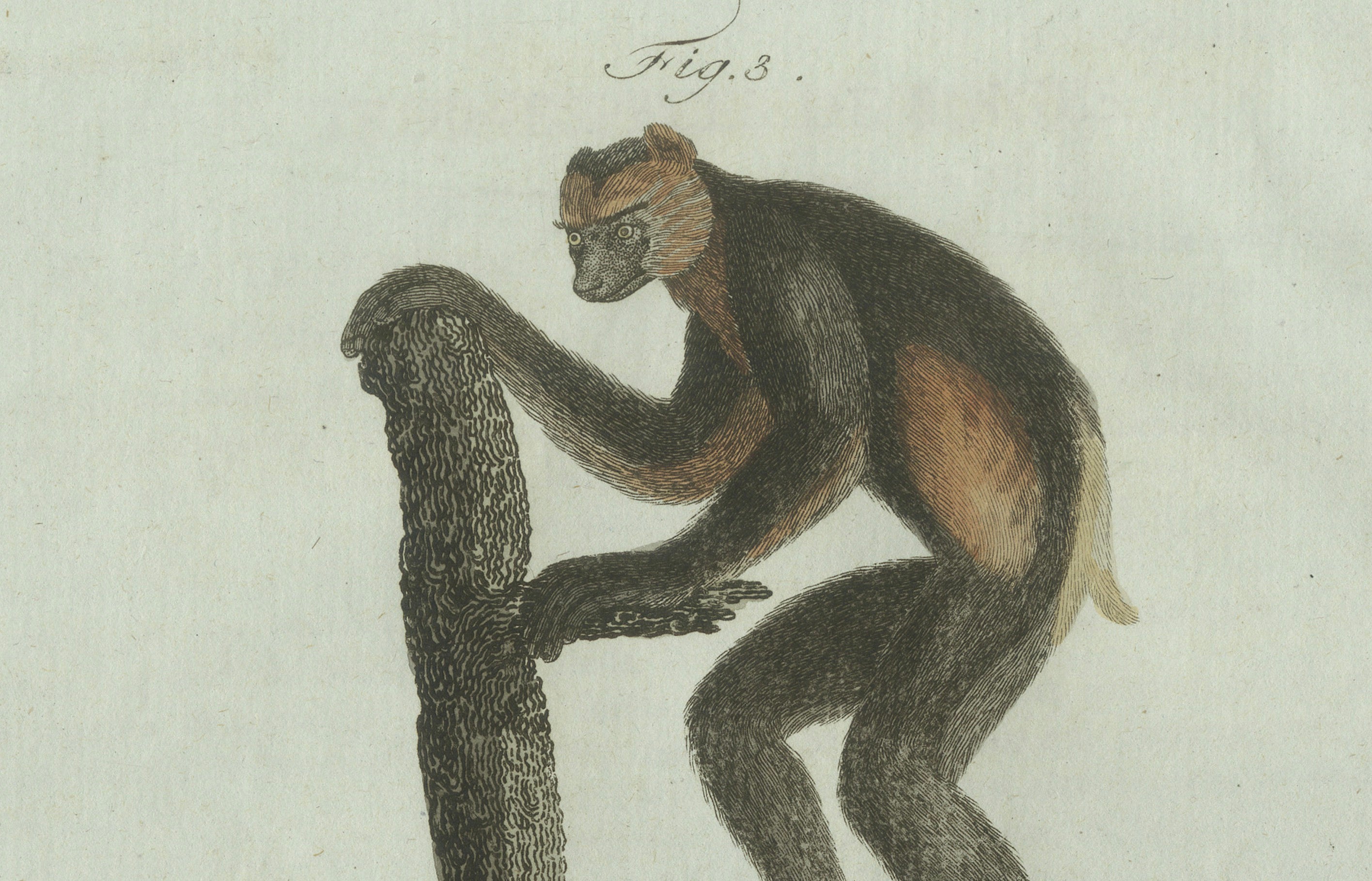 Original Antique Print of Three Monkeys by Bertuch, circa 1805