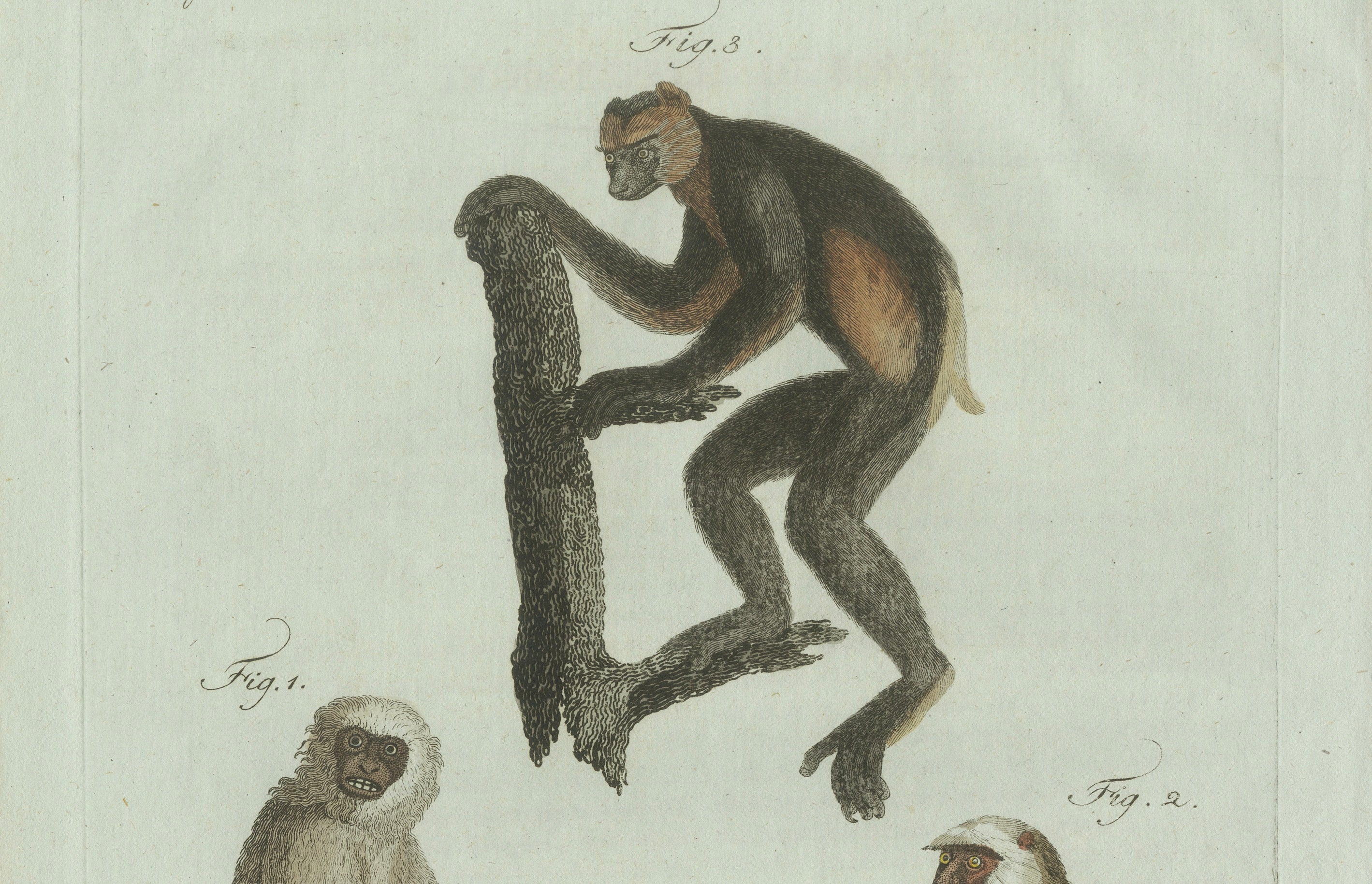 Original Antique Print of Three Monkeys by Bertuch, circa 1805