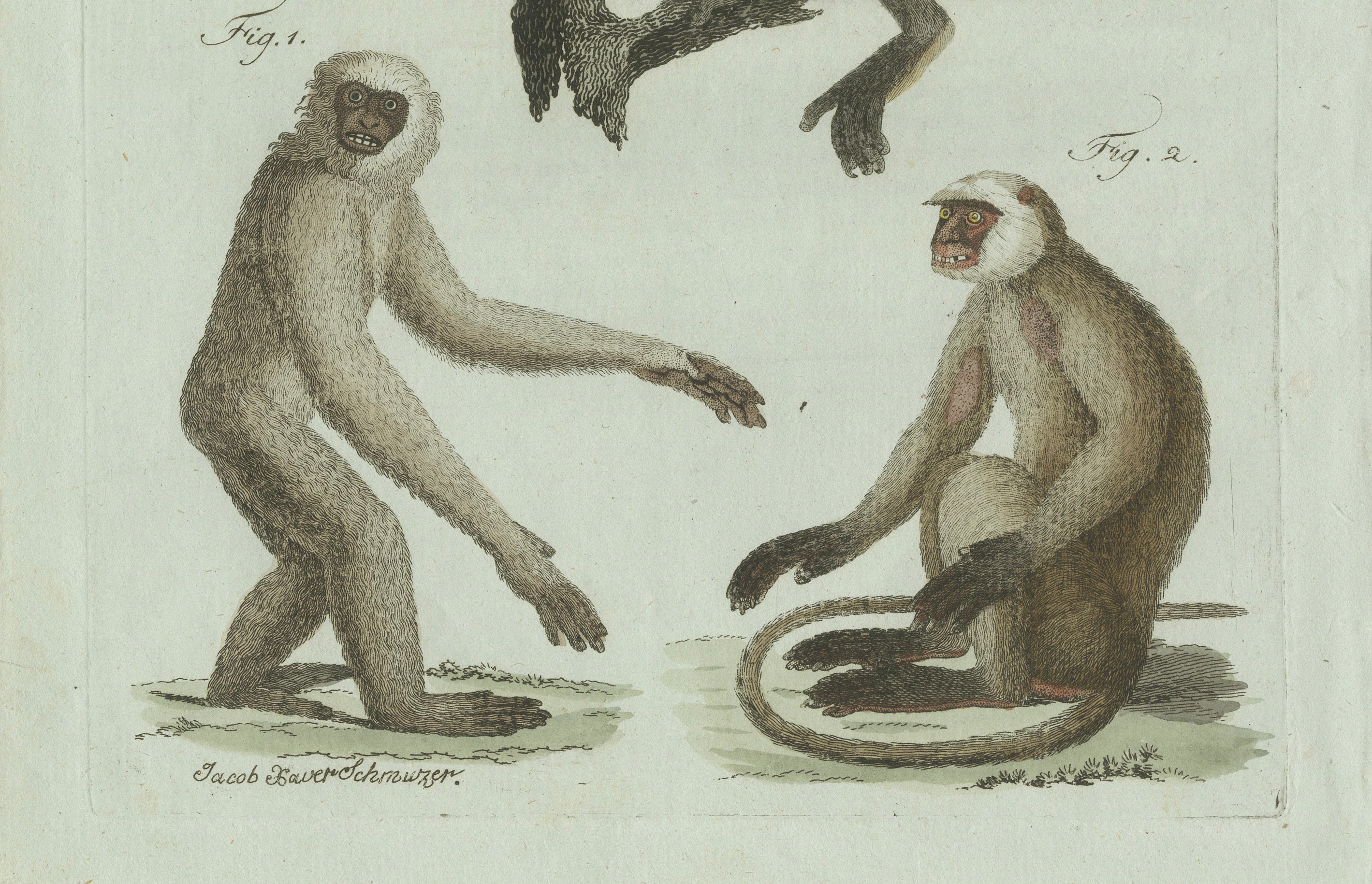 Original Antique Print of Three Monkeys by Bertuch, circa 1805