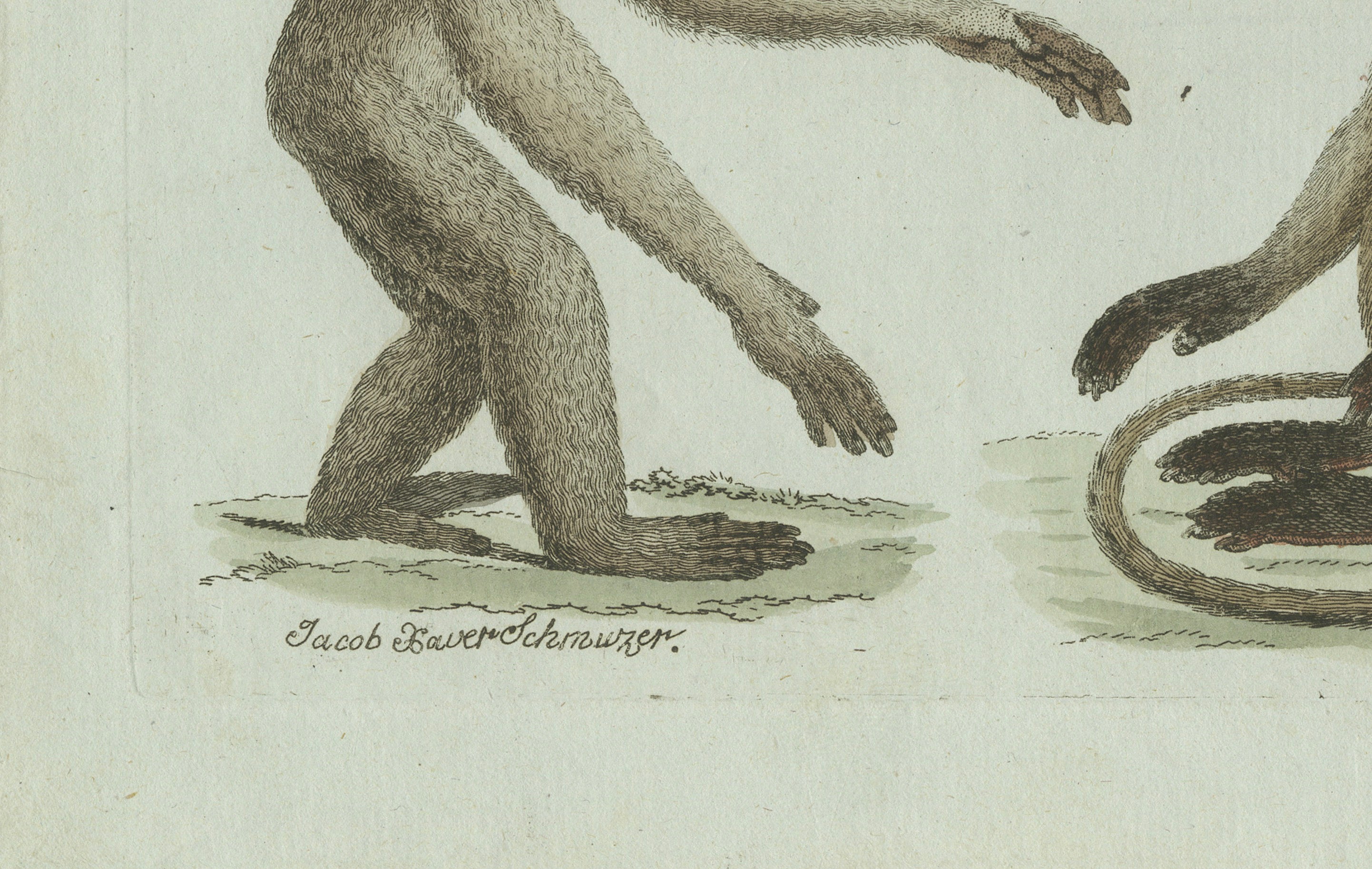 Original Antique Print of Three Monkeys by Bertuch, circa 1805