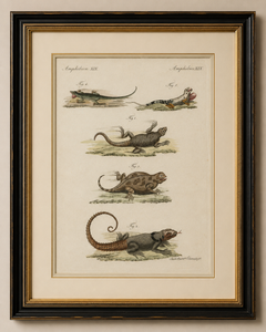 Original-Antikdruck mit fünf exotischen Eidechsen von Bertuch, 1802