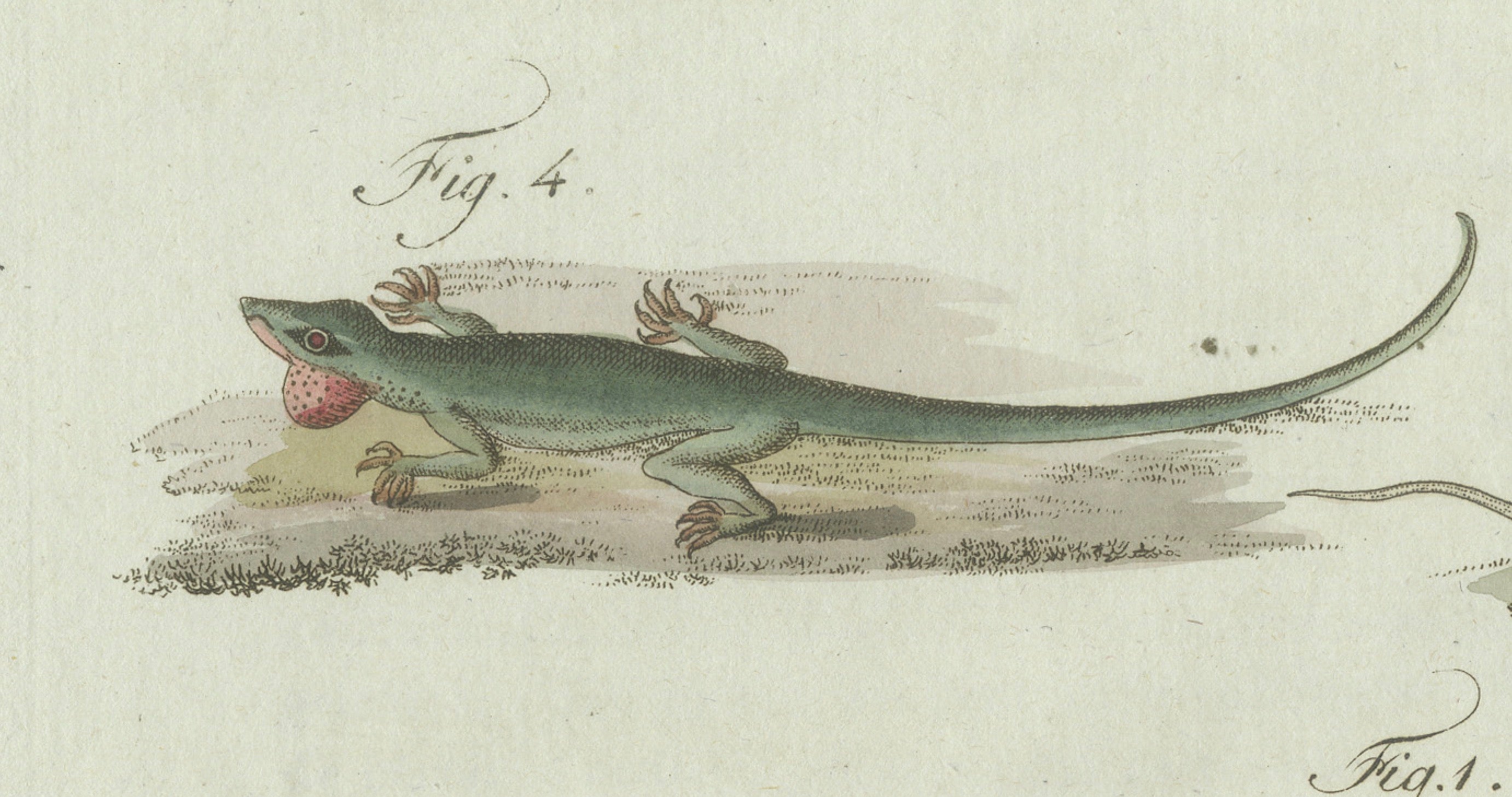 Original Antique Print of Five Exotic Lizards by Bertuch, 1802