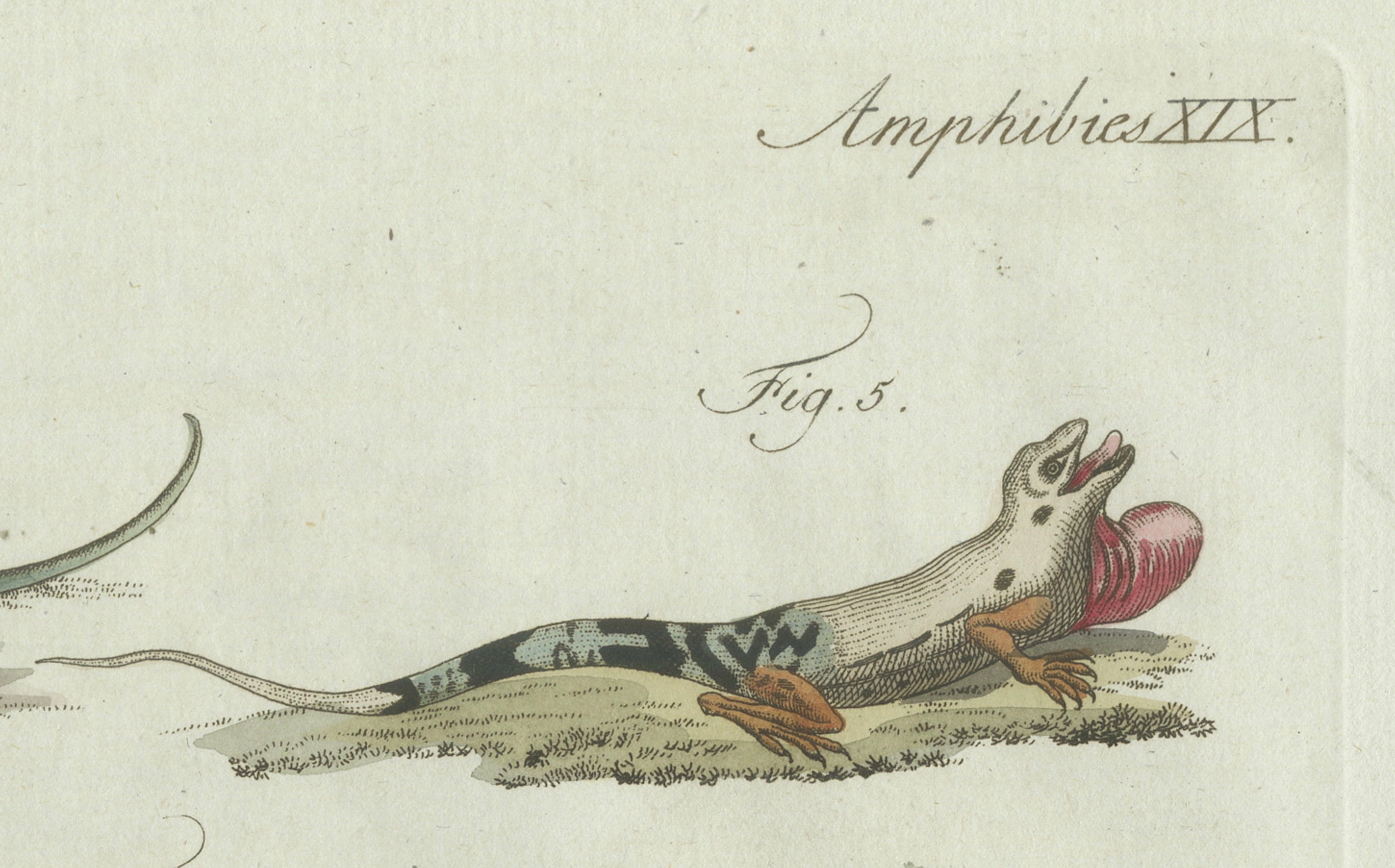 Original Antique Print of Five Exotic Lizards by Bertuch, 1802