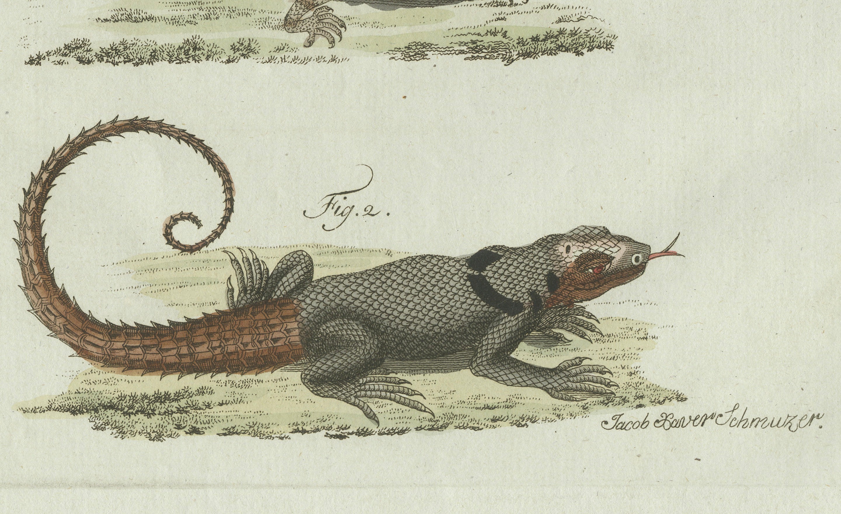 Original Antique Print of Five Exotic Lizards by Bertuch, 1802