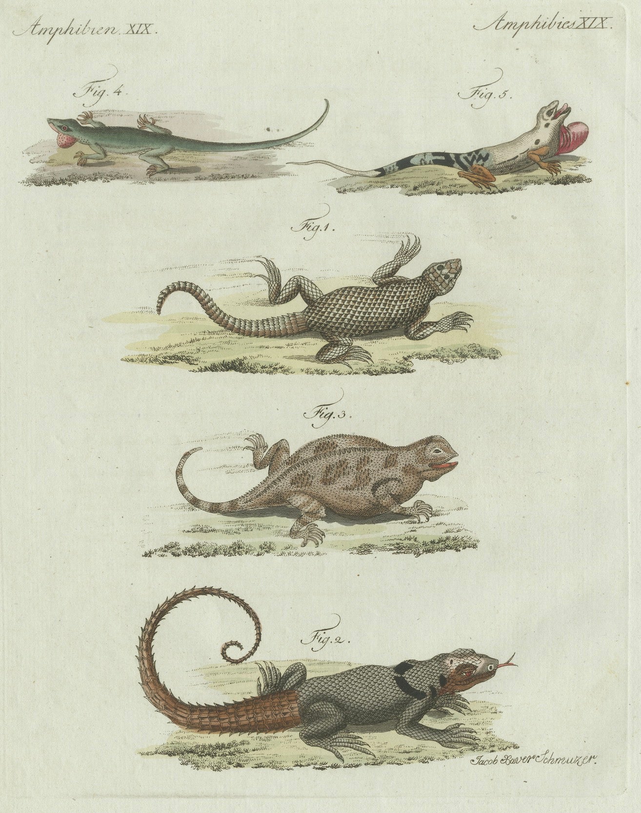 Original Antique Print of Five Exotic Lizards by Bertuch, 1802