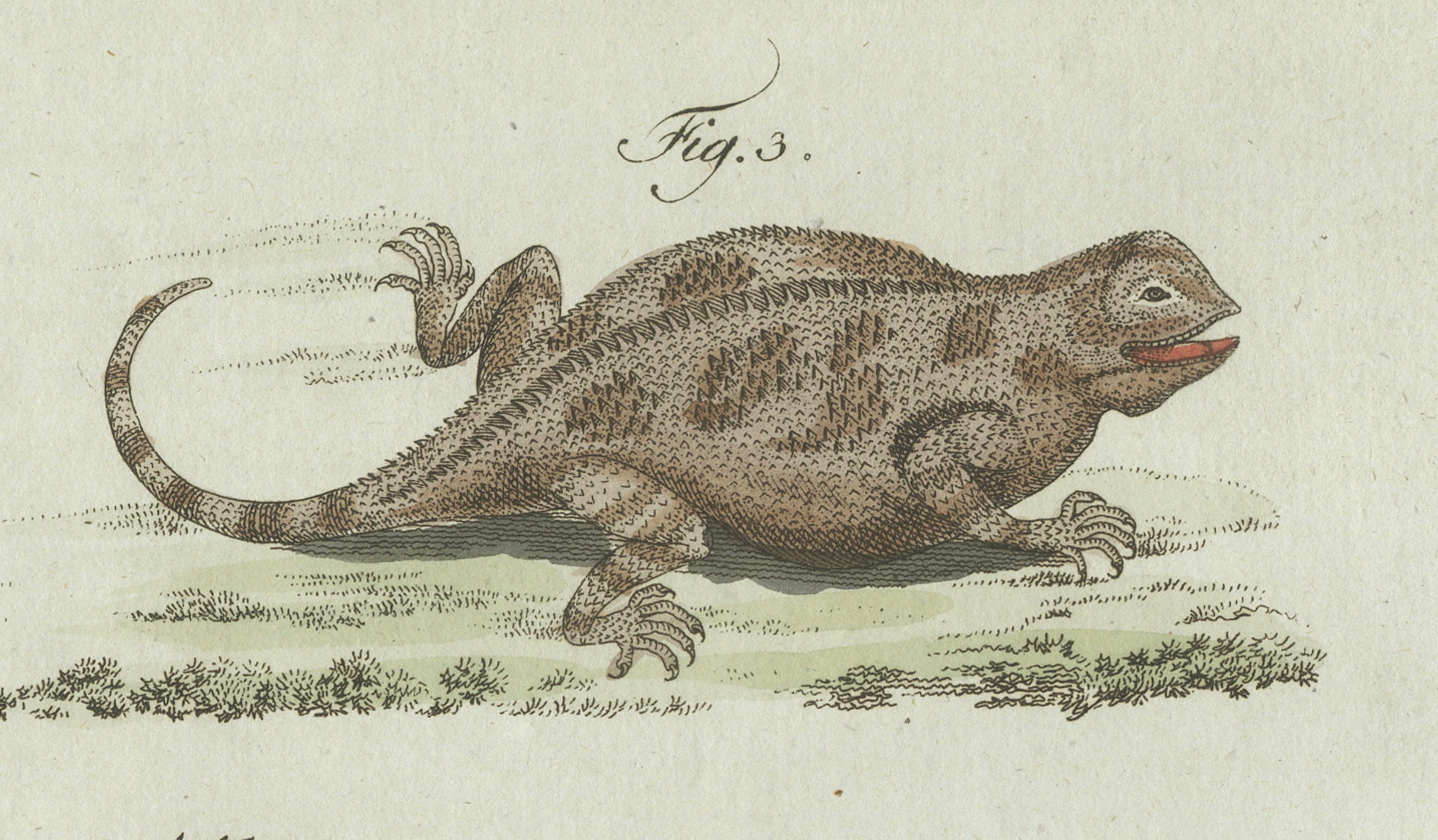 Original Antique Print of Five Exotic Lizards by Bertuch, 1802