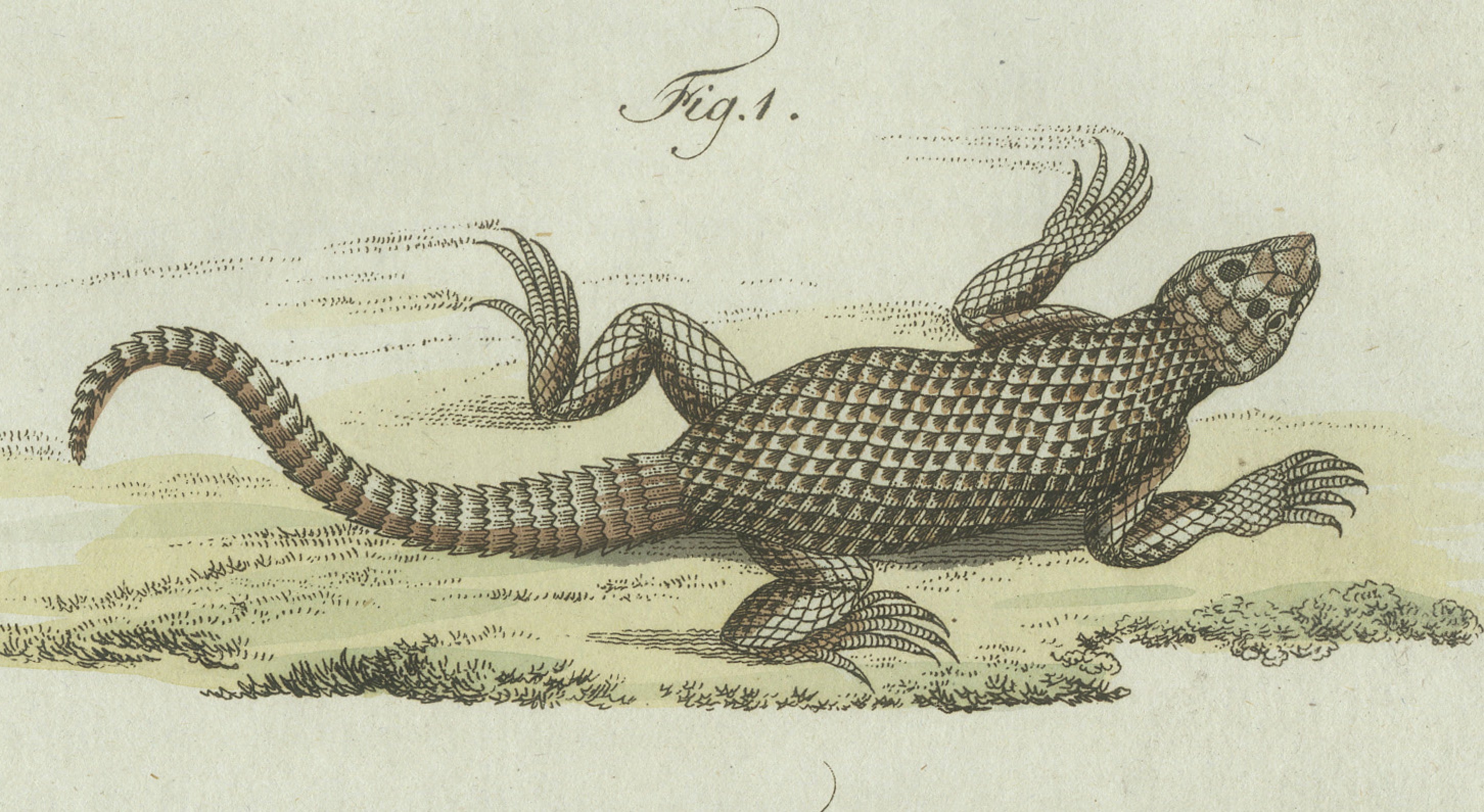Original Antique Print of Five Exotic Lizards by Bertuch, 1802