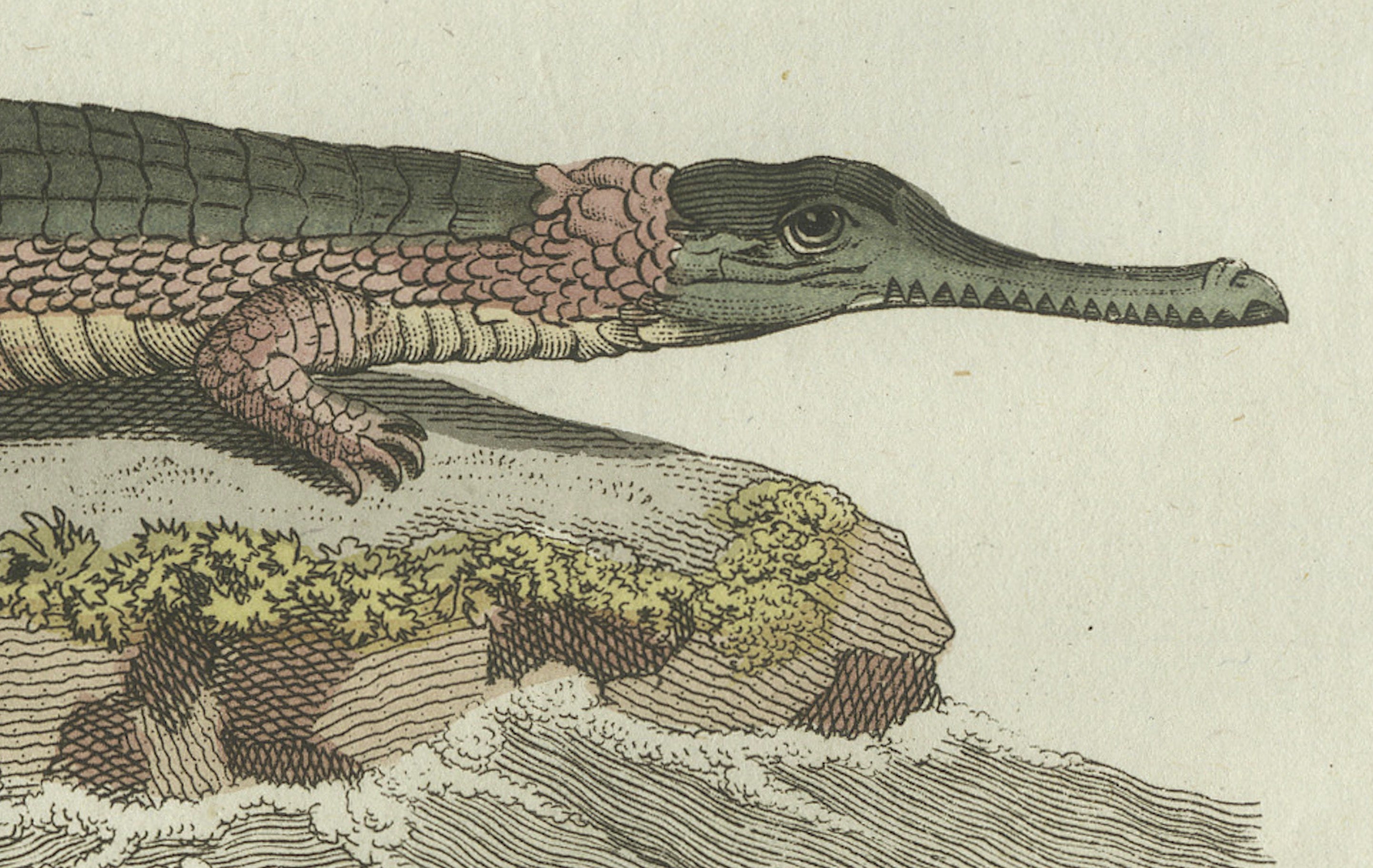 Original Antique Print of American Crocodile and Gharial by Bertuch, 1802