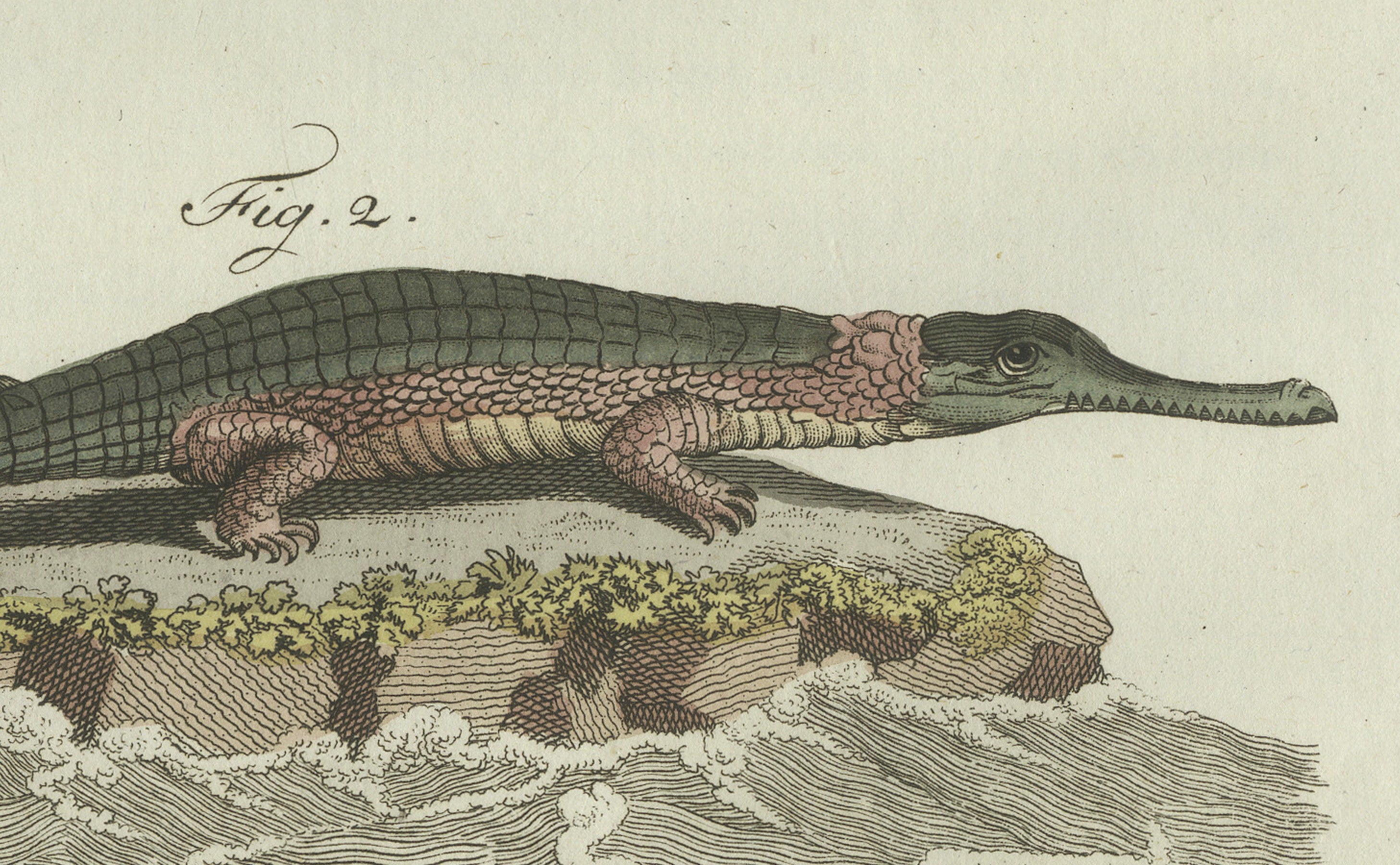 Original Antique Print of American Crocodile and Gharial by Bertuch, 1802