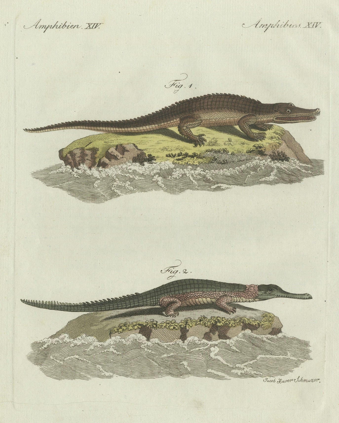 Original Antique Print of American Crocodile and Gharial by Bertuch, 1802