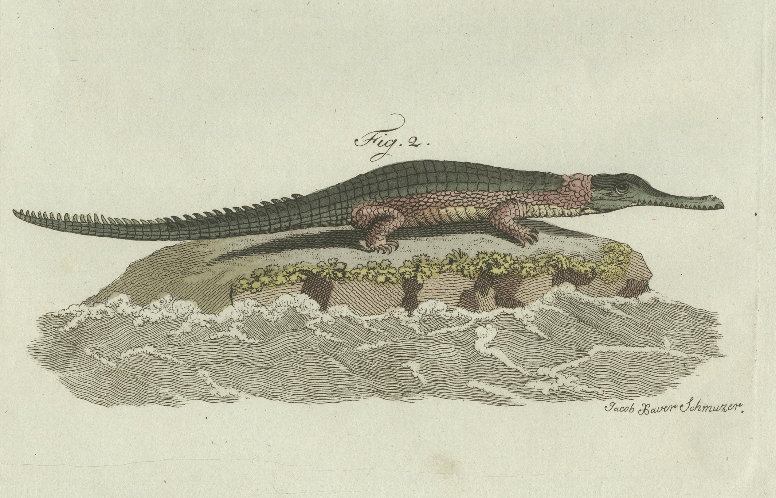 Original Antique Print of American Crocodile and Gharial by Bertuch, 1802