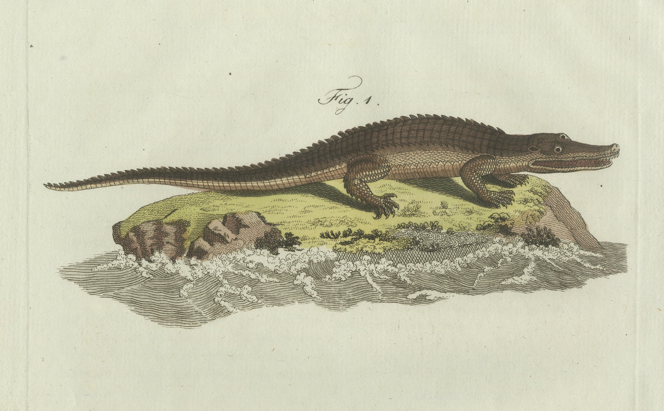 Original Antique Print of American Crocodile and Gharial by Bertuch, 1802