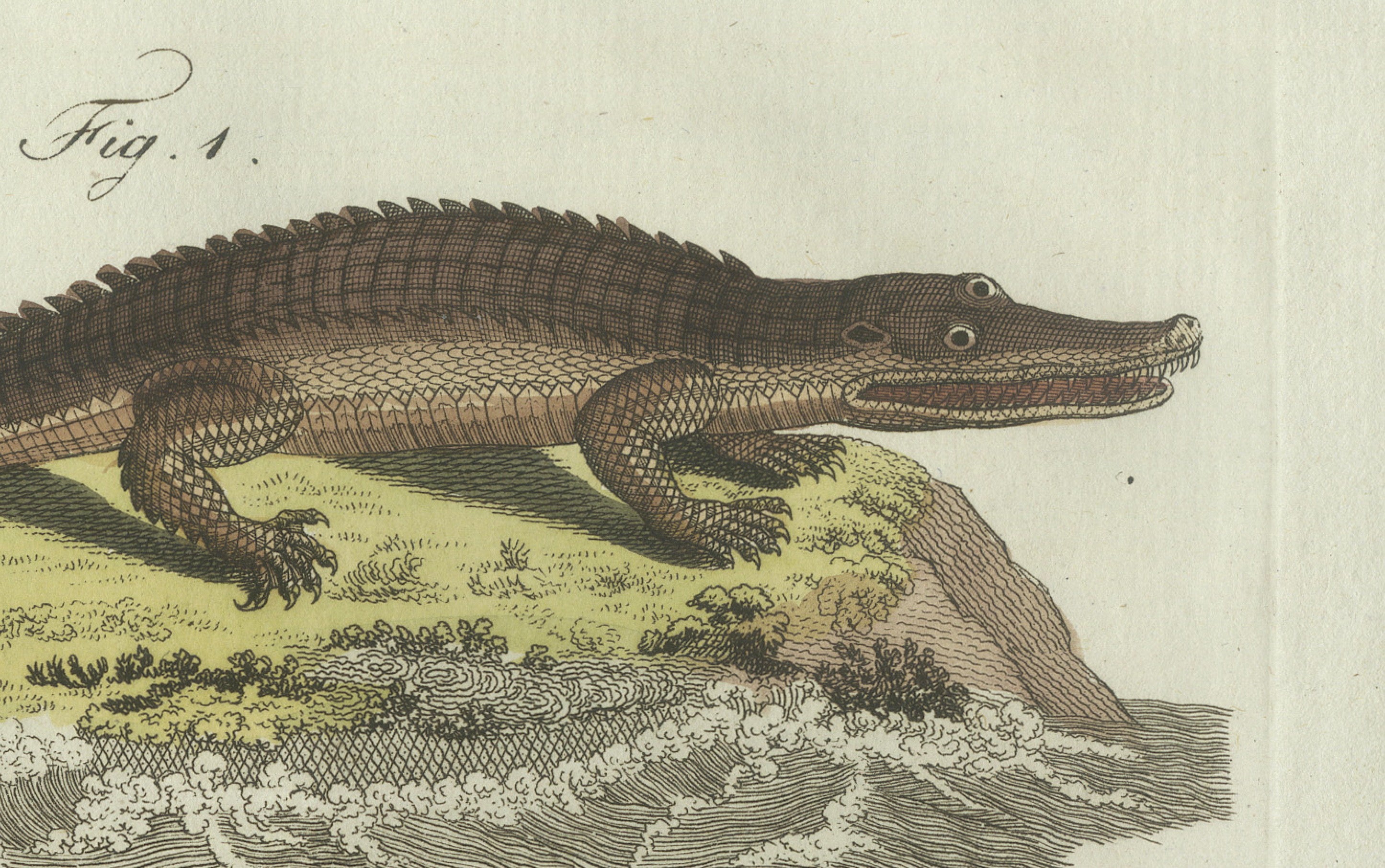 Original Antique Print of American Crocodile and Gharial by Bertuch, 1802