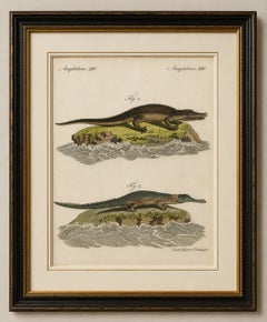 Original Antique Print of American Crocodile and Gharial by Bertuch, 1802