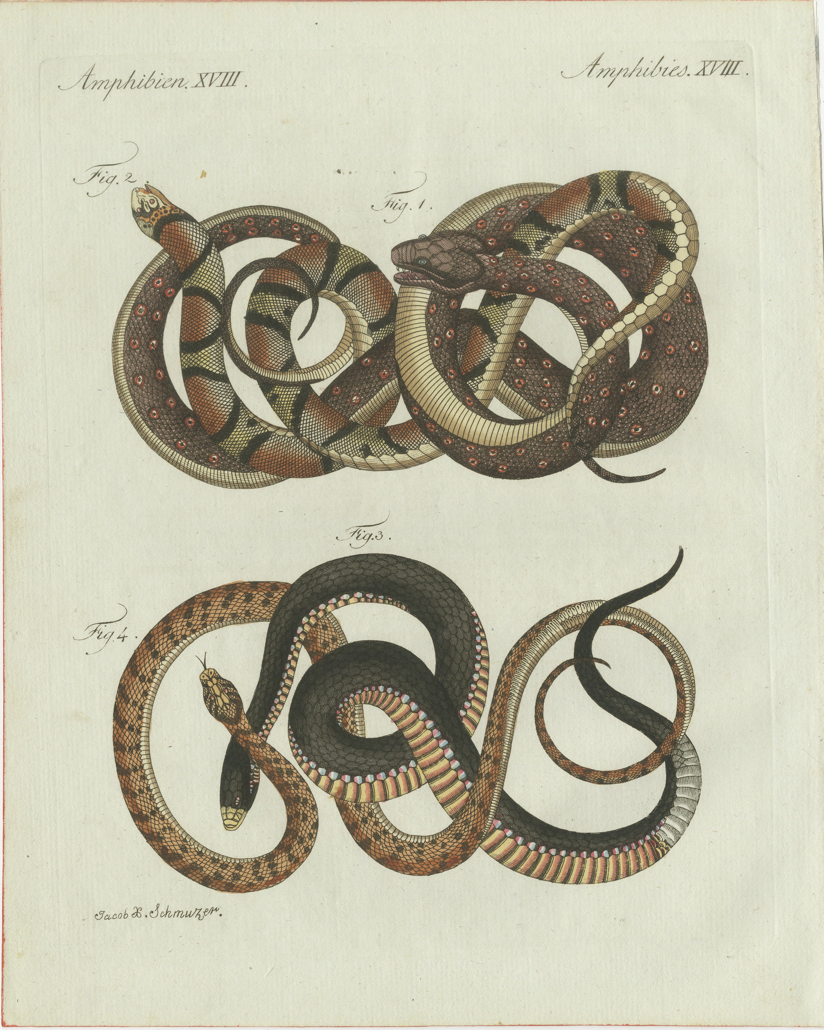 Original Antique Print of Four Exotic Snakes by Bertuch, 1802