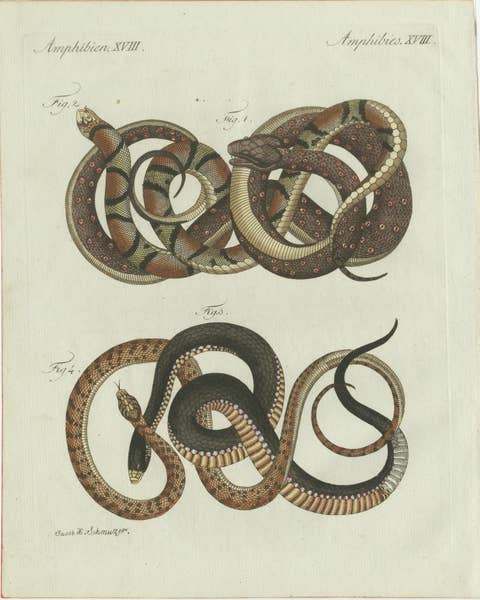 Original Antique Print of Four Exotic Snakes by Bertuch, 1802