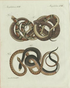Original Antique Print of Four Exotic Snakes by Bertuch, 1802
