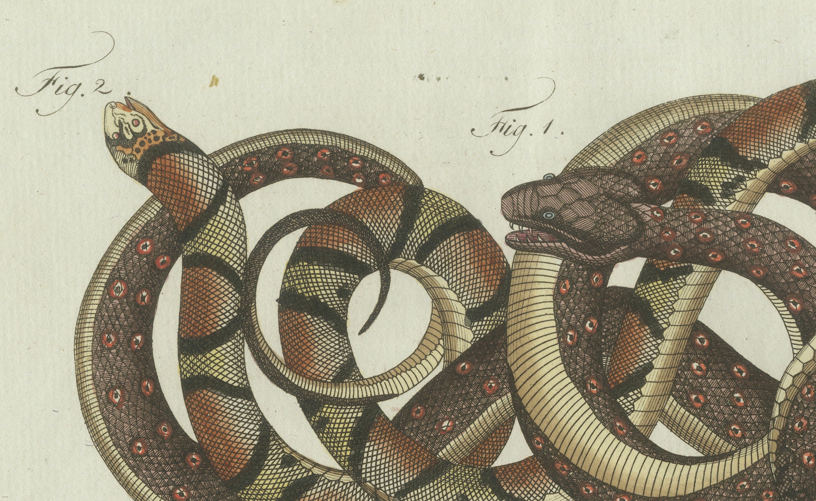Original Antique Print of Four Exotic Snakes by Bertuch, 1802