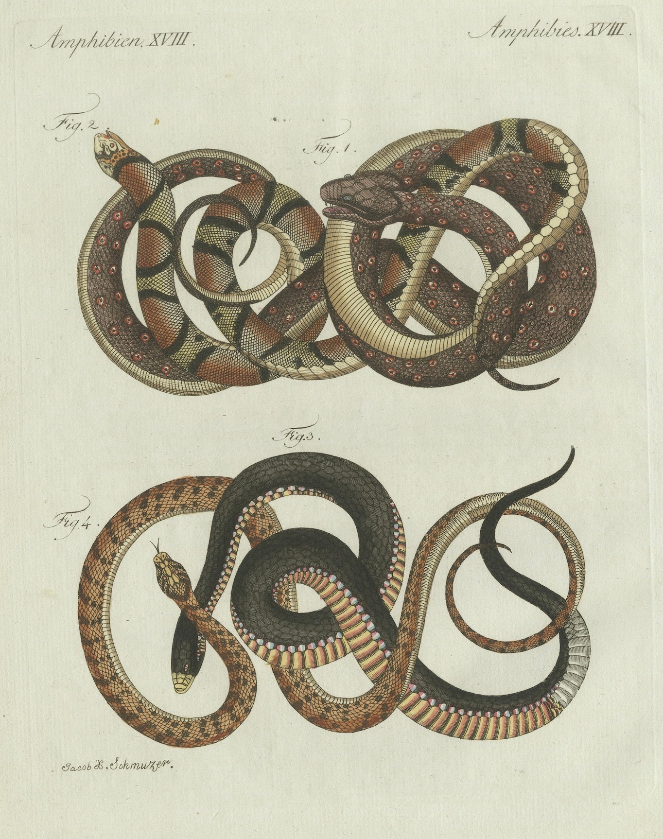 Original Antique Print of Four Exotic Snakes by Bertuch, 1802