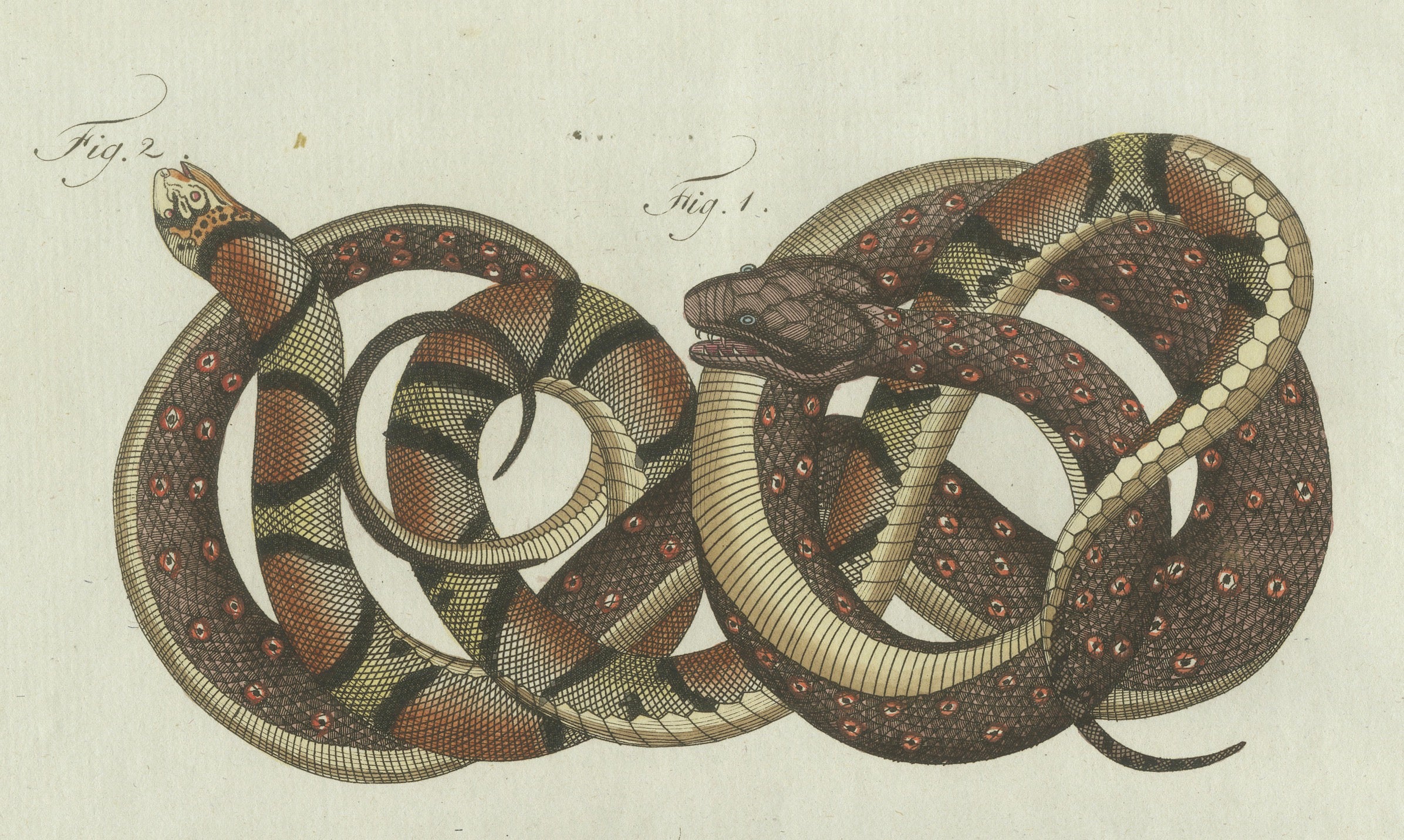 Original Antique Print of Four Exotic Snakes by Bertuch, 1802