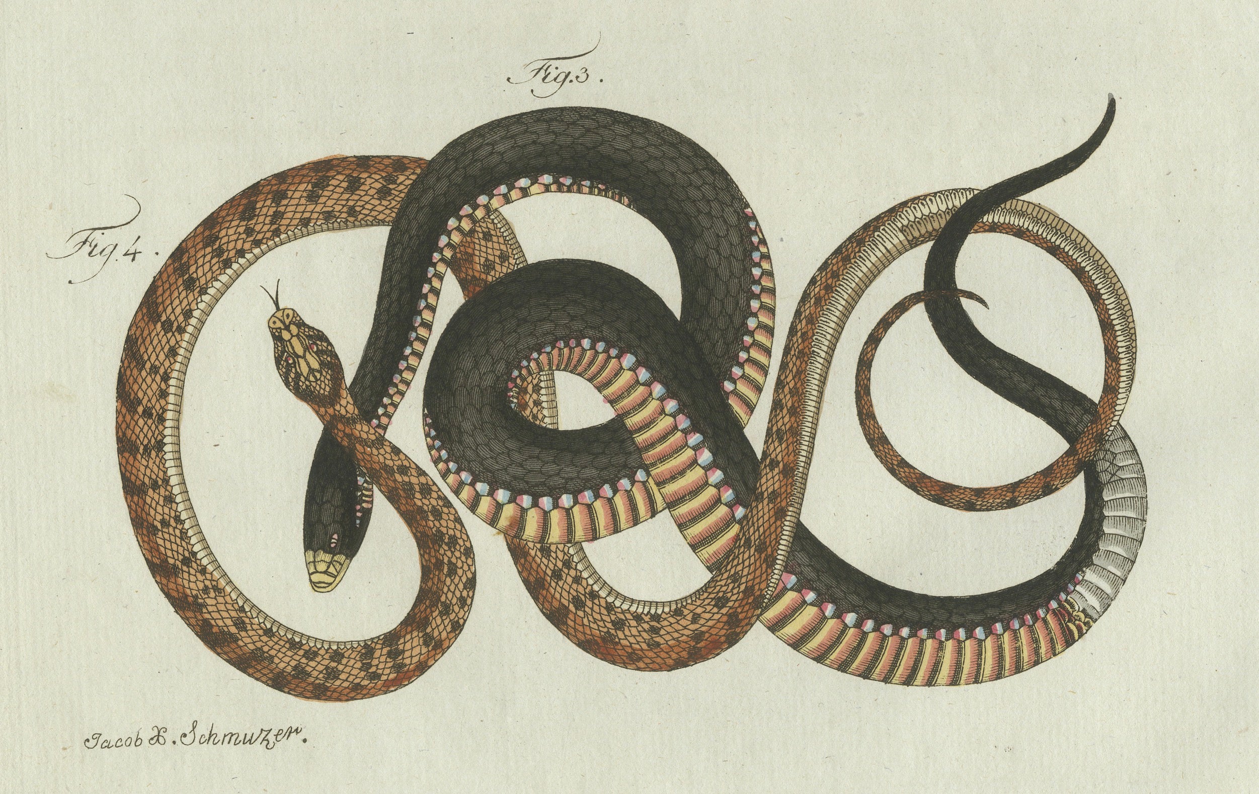 Original Antique Print of Four Exotic Snakes by Bertuch, 1802