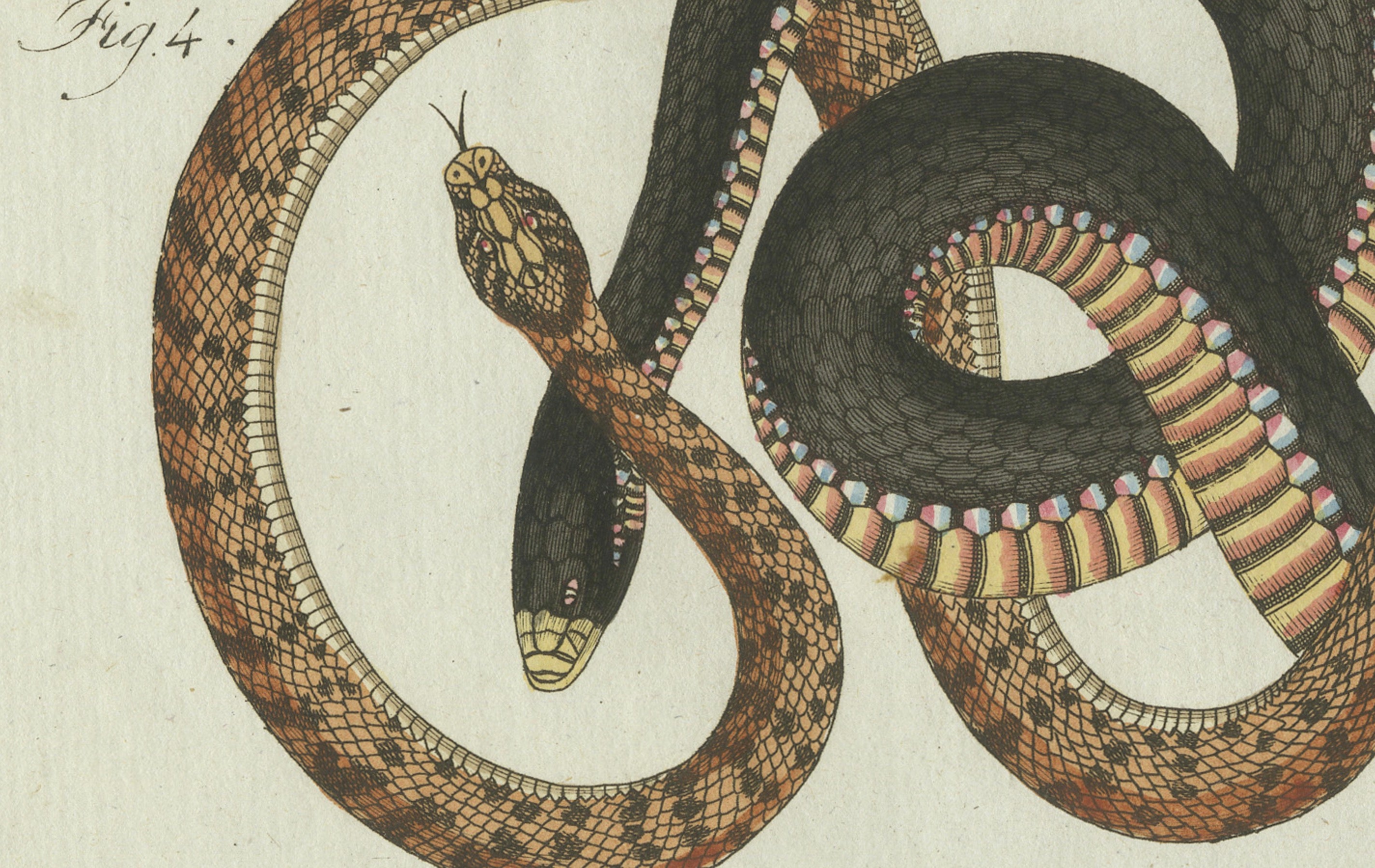 Original Antique Print of Four Exotic Snakes by Bertuch, 1802