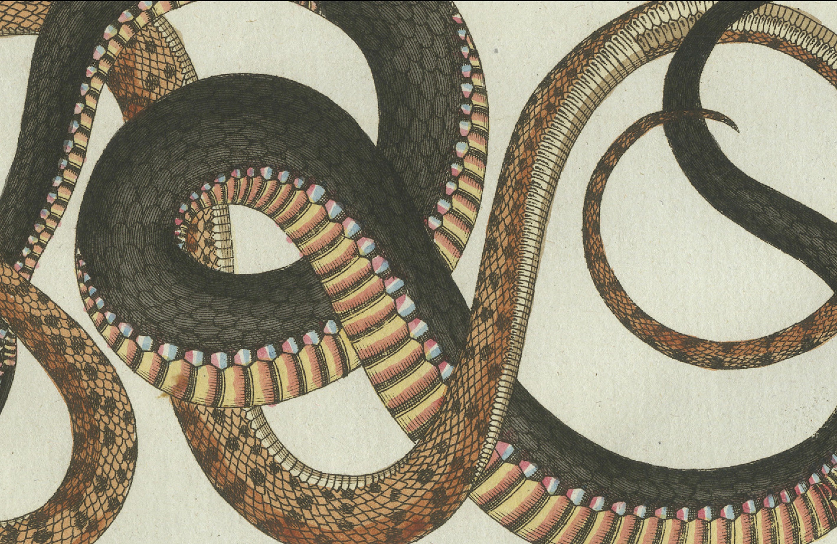 Original Antique Print of Four Exotic Snakes by Bertuch, 1802
