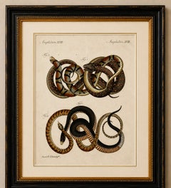 Original Antique Print of Four Exotic Snakes by Bertuch, 1802