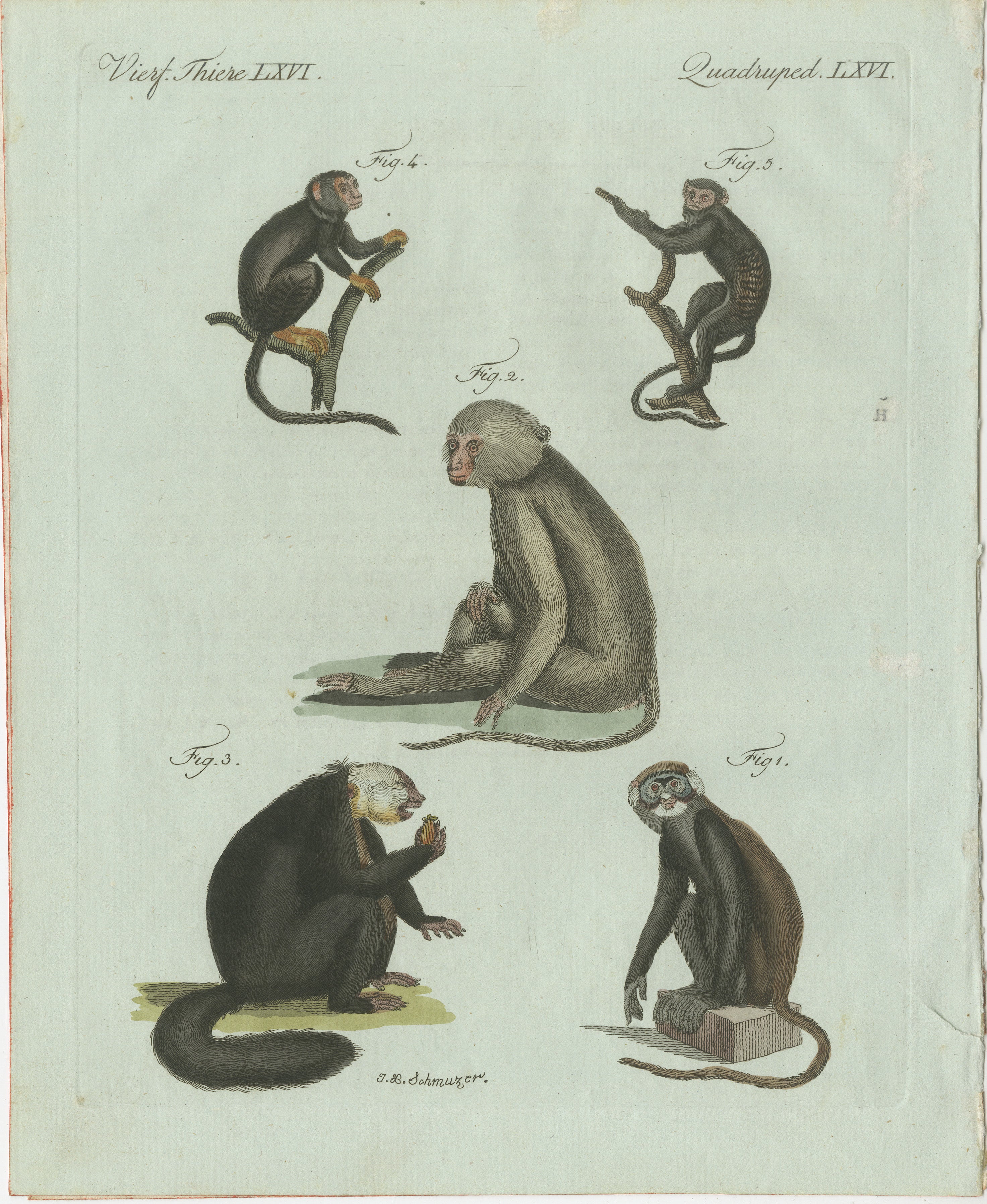 Original Antique Print of Five Monkeys and Tamarins by Bertuch, 1802