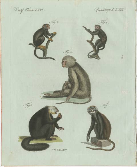 Original Antique Print of Five Monkeys and Tamarins by Bertuch, 1802