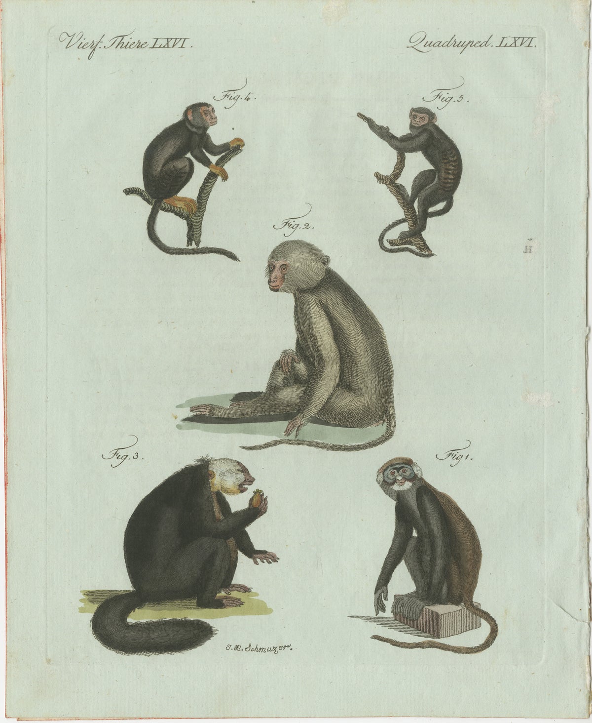 Original Antique Print of Five Monkeys and Tamarins by Bertuch, 1802