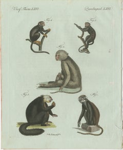Original Antique Print of Five Monkeys and Tamarins by Bertuch, 1802