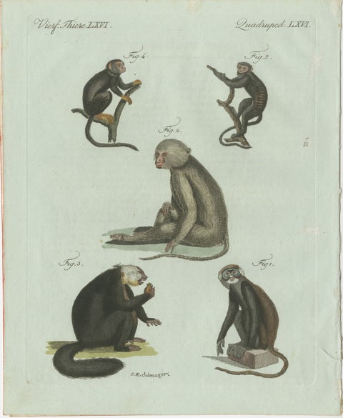 Original Antique Print of Five Monkeys and Tamarins by Bertuch, 1802