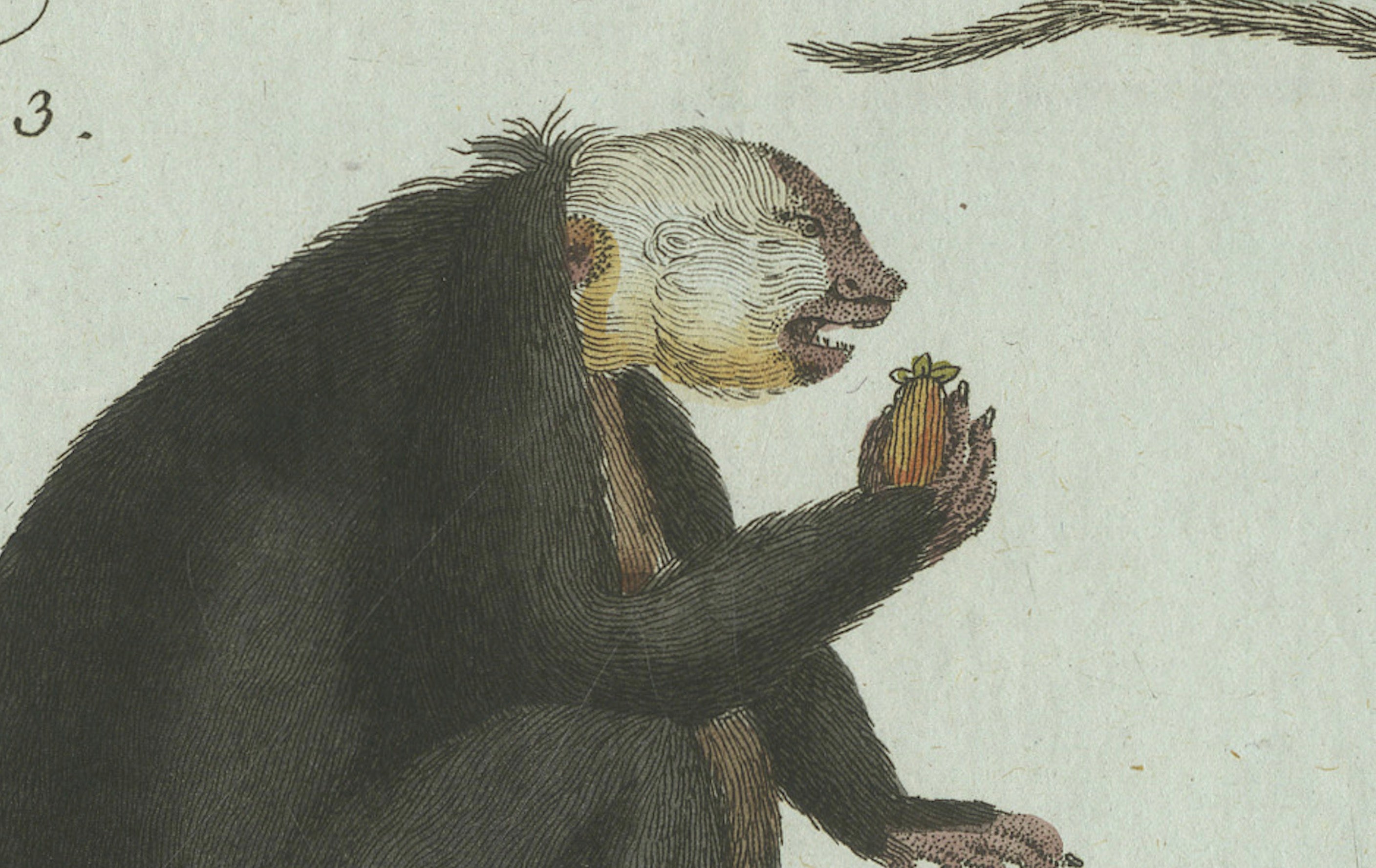 Original Antique Print of Five Monkeys and Tamarins by Bertuch, 1802