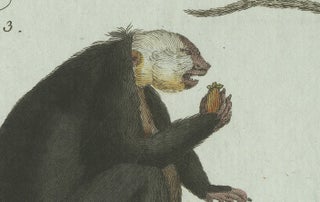 Original Antique Print of Five Monkeys and Tamarins by Bertuch, 1802, view 7