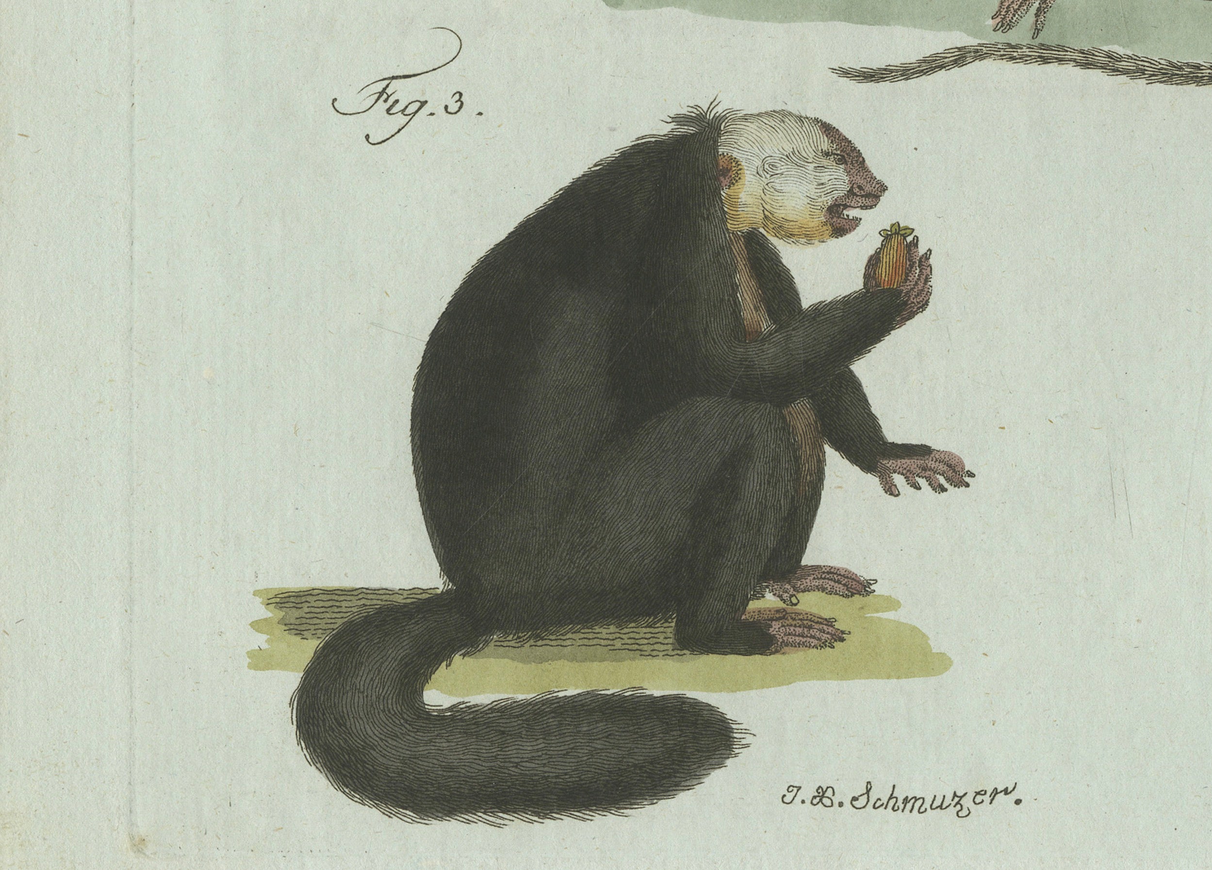 Original Antique Print of Five Monkeys and Tamarins by Bertuch, 1802
