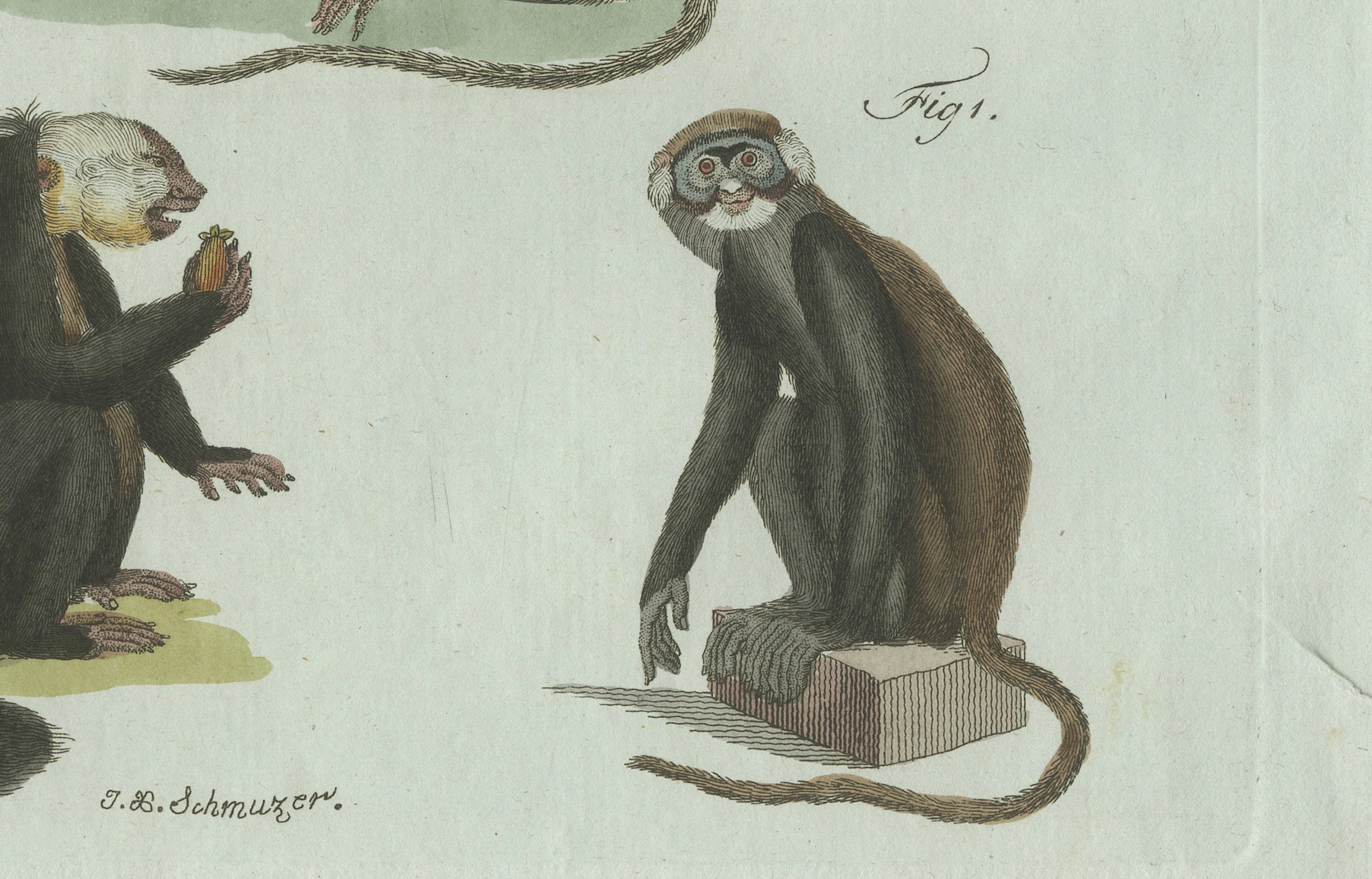 Original Antique Print of Five Monkeys and Tamarins by Bertuch, 1802
