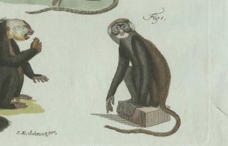 Original Antique Print of Five Monkeys and Tamarins by Bertuch, 1802, view 4