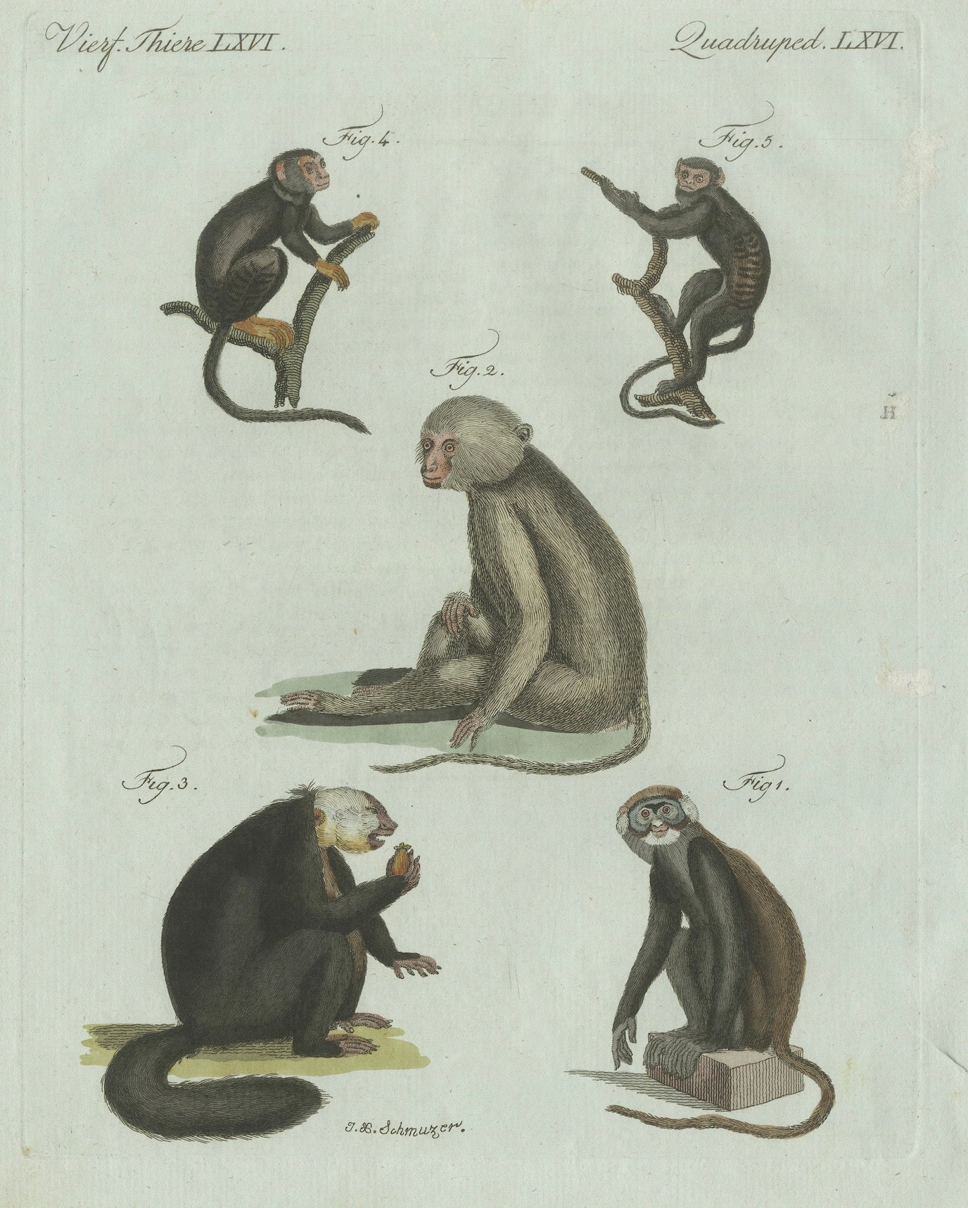 Original Antique Print of Five Monkeys and Tamarins by Bertuch, 1802