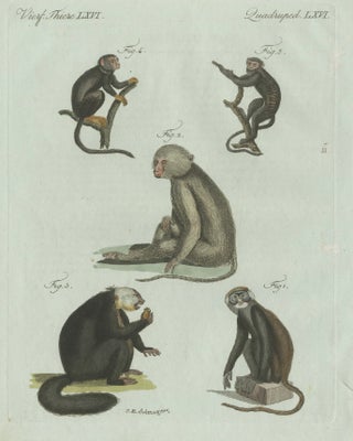 Original Antique Print of Five Monkeys and Tamarins by Bertuch, 1802, view 3