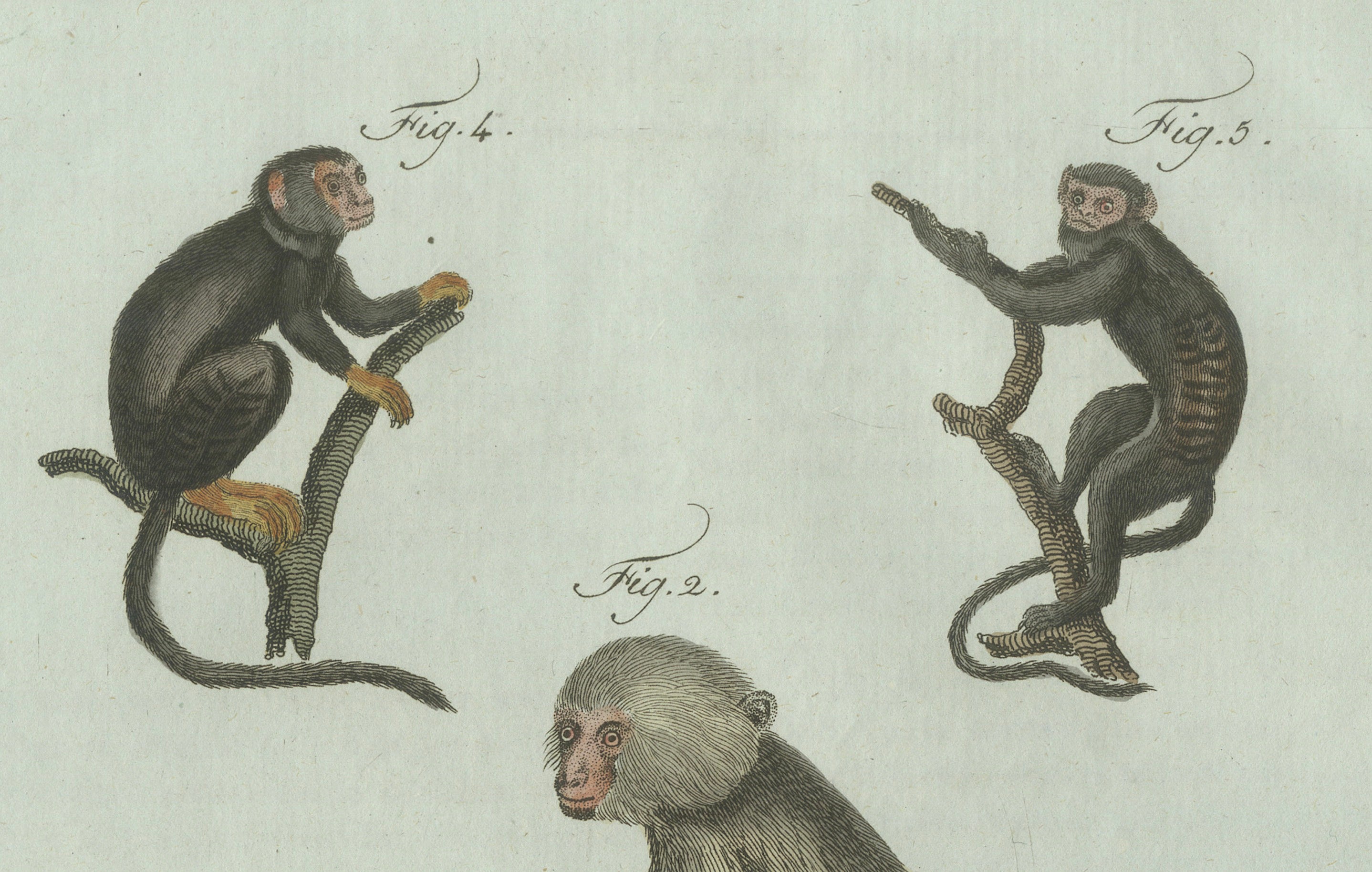 Original Antique Print of Five Monkeys and Tamarins by Bertuch, 1802