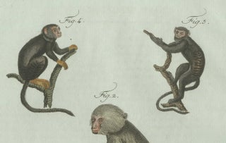 Original Antique Print of Five Monkeys and Tamarins by Bertuch, 1802, view 8