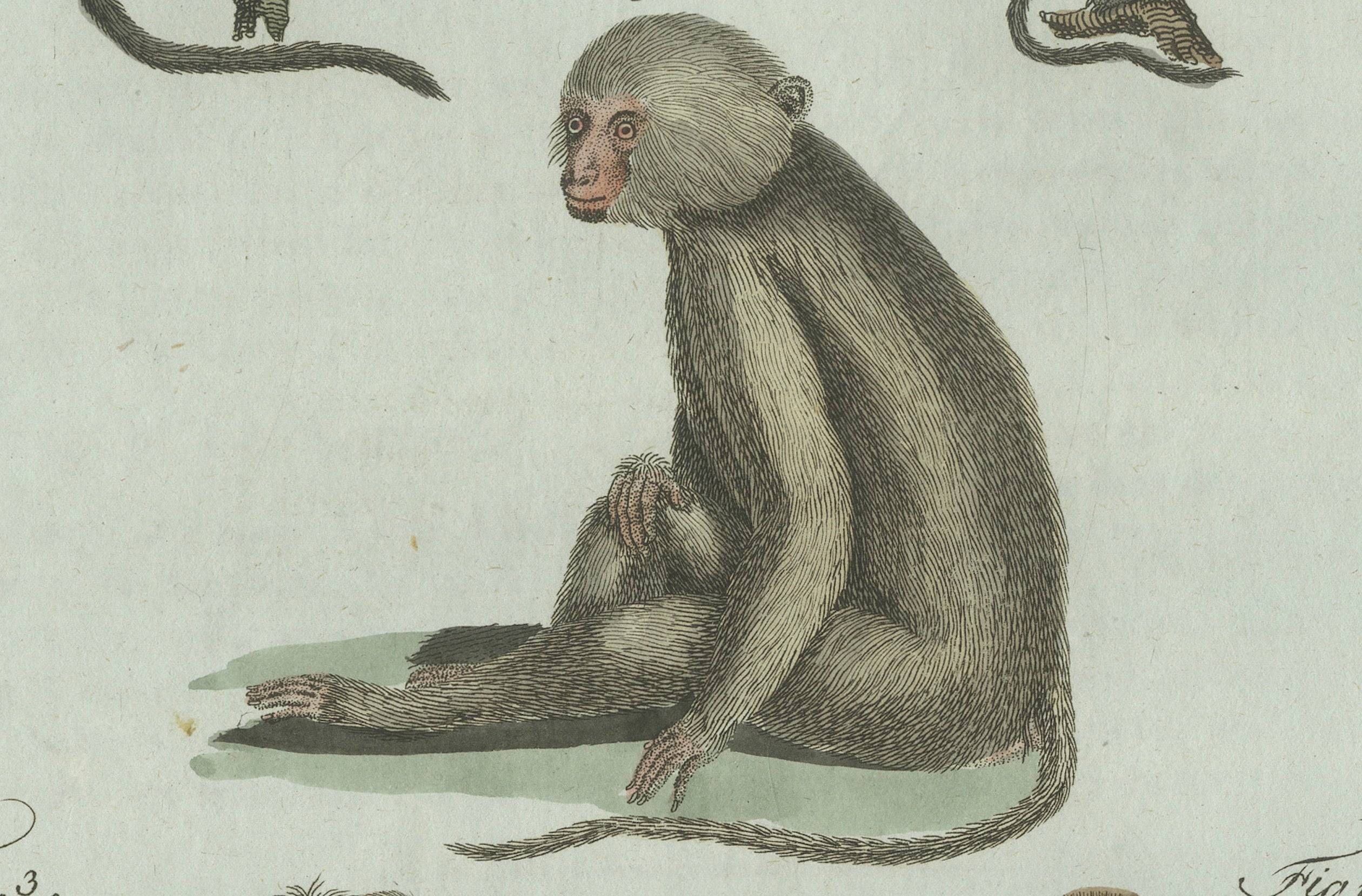Original Antique Print of Five Monkeys and Tamarins by Bertuch, 1802