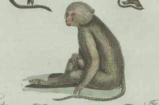 Original Antique Print of Five Monkeys and Tamarins by Bertuch, 1802, view 5