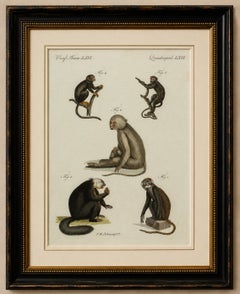 Original Antique Print of Five Monkeys and Tamarins by Bertuch, 1802