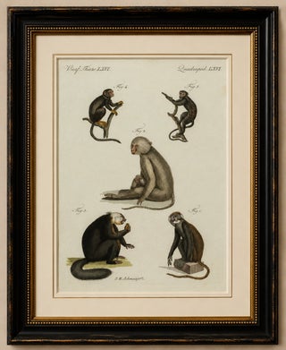 Original Antique Print of Five Monkeys and Tamarins by Bertuch, 1802, view 2