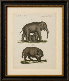 Original Antique Print of Elephant and Mysterious Sukotyro by Bertuch, c. 1800