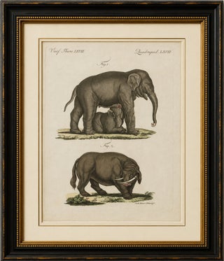 Original Antique Print of Elephant and Mysterious Sukotyro by Bertuch, c. 1800, view 2